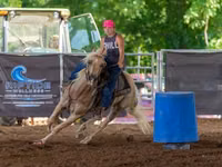 Horse (M), Quarter Horse — photo 5