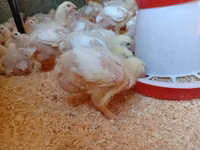 Chickens — picha 2