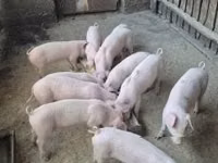 Pigs (batch, sex not specified) — photo 1