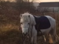 Caballo, Shetland Pony — foto 8