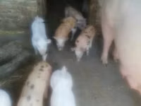 Sow, Pigs — photo 1
