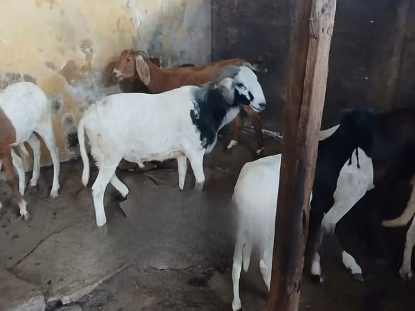 Carnero, South meat sheep