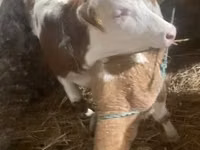 Ng'ombe jike, Simmental cattle — picha 1