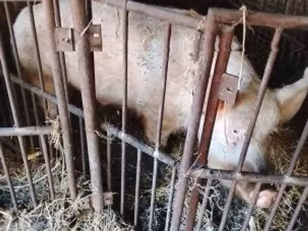Boar, 