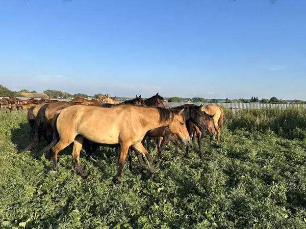 حصان, Bashkir horse