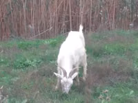 बकरी, Saanen goat — फ़ोटो 4