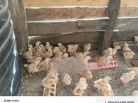 Chickens — 照片 6