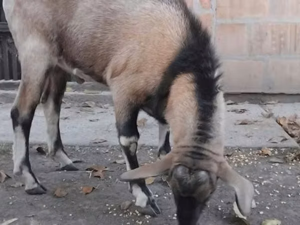 Billy Goat, Nubian Goat