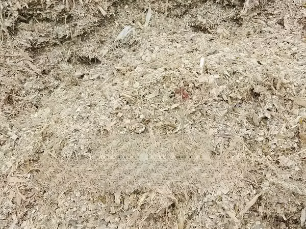 Ready Silage for Sale