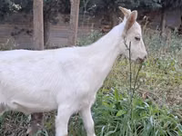 Mbuzi (kikundi, jinsia haijatajwa), Saanen goat — picha 8