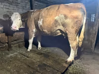 गाय, Simmental cattle — फ़ोटो 1