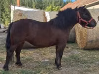 Mare, Horses — photo 2