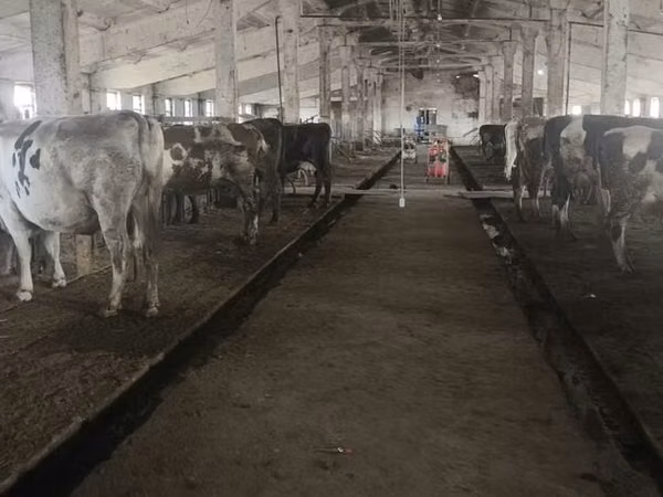 Ng'ombe jike, Banda la Holstein