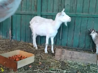 Mbuzi jike, Saanen goat — picha 8