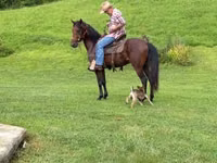 Hengst, Rocky Mountain Horse — Foto 5