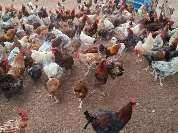 Chickens — Kenya