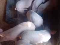सूअर (लॉट, लिंग निर्दिष्ट नहीं) — फ़ोटो 1