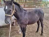 Caballo, Caballos — foto 5