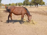 Stute, Kyrgyz Horse — Foto 5