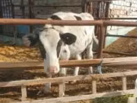 بقرة, Simmental cattle — الصورة 3