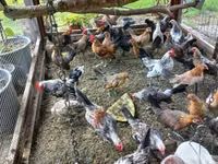 Bantam holandés — foto 6