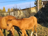 Farasi (kikundi, jinsia haijatajwa), Thoroughbred horse — picha 3