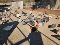 Chickens — photo 5