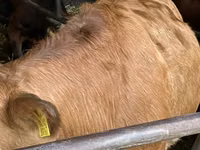 Cow, Hereford — photo 6