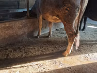 Cow, Cattle — photo 5