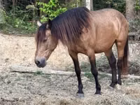 Yegua, Black Sea breed — foto 5