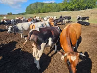 Bull, Simmental cattle — photo 2