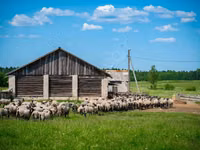 Dume la kondoo, Romanov sheep — picha 3