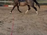 Caballo, Dutch warmblood horse — foto 2