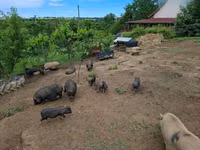 Boar — photo 4