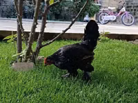 Chickens — Foto 2
