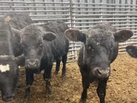 Bulle, Aberdeen-Angus — Foto 1