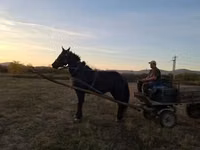 घोड़ा, Nonius horse — फ़ोटो 3