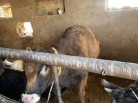 Ng'ombe jike, Russian Black pied cattle — picha 5