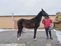 Mare, Akhal-Teke — photo 2
