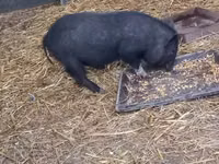 Boar — photo 2