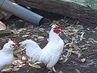 Japanisches Bantam — Foto 2