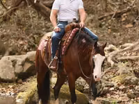 公马, Quarter Horse — 照片 4
