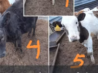 Ng'ombe (kikundi, jinsia haijatajwa), Simmental cattle — picha 2