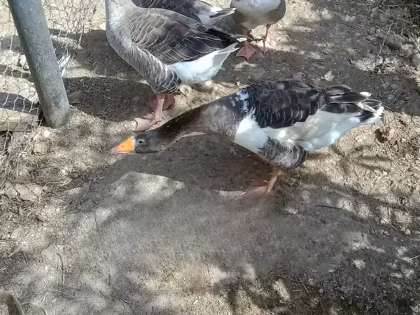 Geese