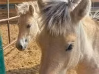 Farasi jike, lcelandic horse — picha 3