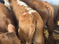 Rinder (Partie, Geschlecht nicht angegeben), Simmental cattle — Foto 5