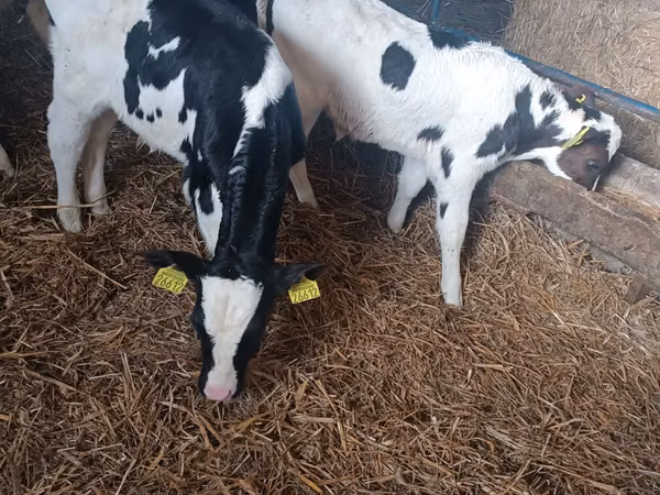 Ng'ombe dume, Russian Black pied cattle