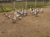 Geese — फ़ोटो 7