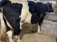 Kuh, Holstein-Rasse — Foto 7