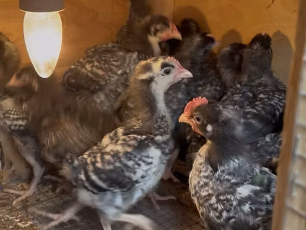 Chickens